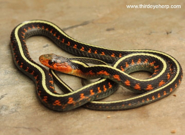 Oregon Red-spotted Garter Snake